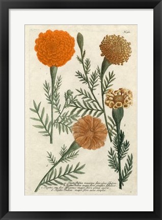 Framed Marigold Magic II Print