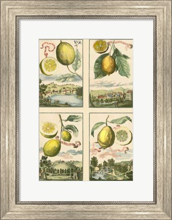 Framed Miniature Lemons Print