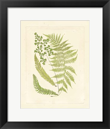 Framed Ferns with Platemark III Print