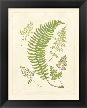 Framed Ferns with Platemark IV Print