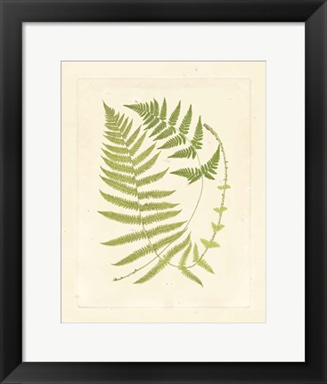 Framed Ferns with Platemark V Print