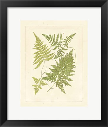 Framed Ferns with Platemark VI Print