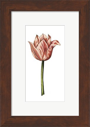 Framed Tulip Time I Print