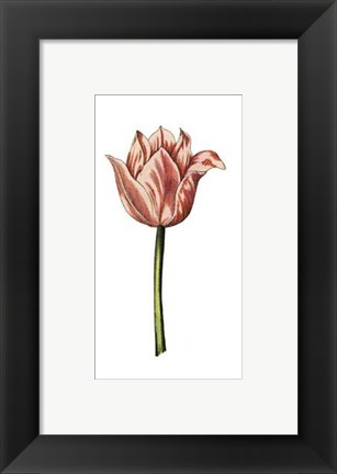 Framed Tulip Time I Print