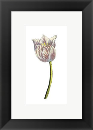 Framed Tulip Time II Print