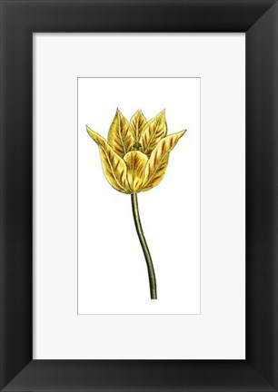 Framed Tulip Time III Print