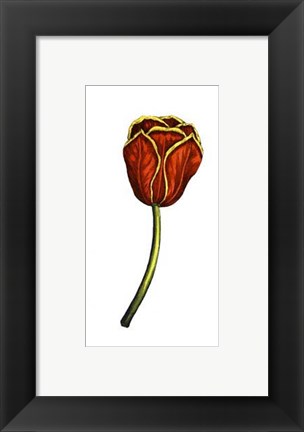 Framed Tulip Time V Print