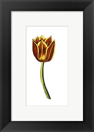 Framed Tulip Time VI Print