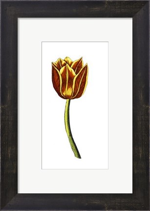 Framed Tulip Time VI Print