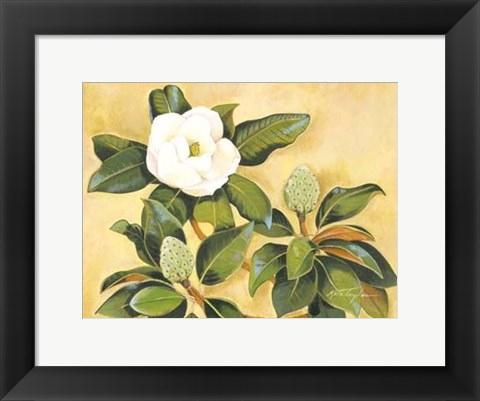 Framed Southern Magnolia II Print