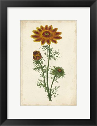 Framed Vibrant Curtis Botanicals I Print