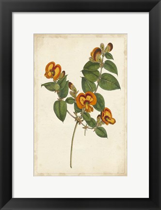 Framed Vibrant Curtis Botanicals II Print