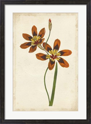 Framed Vibrant Curtis Botanicals IV Print