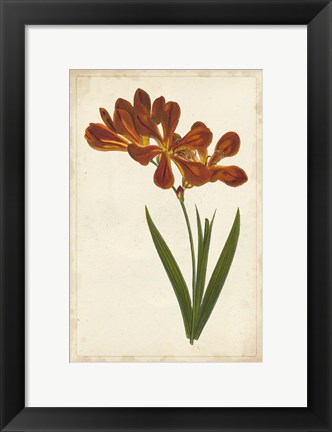 Framed Vibrant Curtis Botanicals VI Print