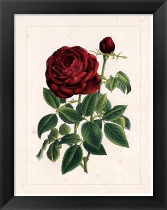 Framed Van Houtteano Rose II Print