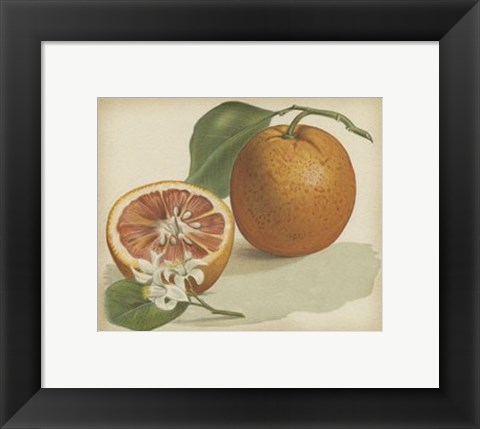 Framed Orange Study I Print