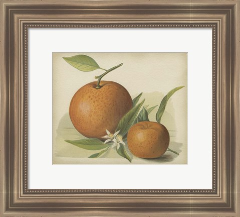 Framed Orange Study II Print