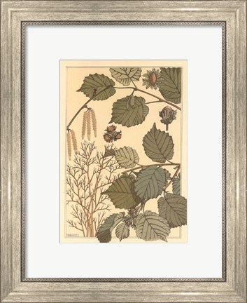 Framed Hazel Tree Print