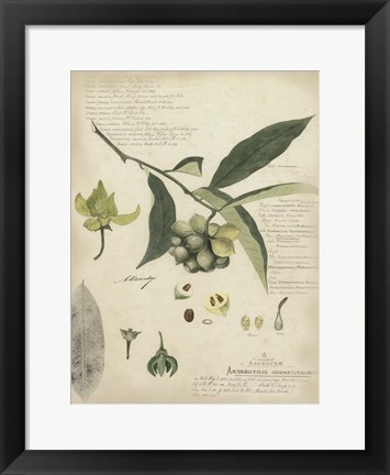 Framed Botanical II Print