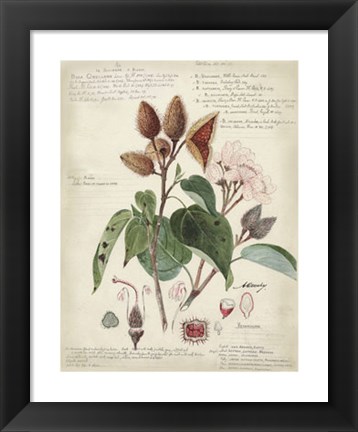 Framed Botanical V Print