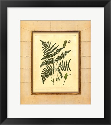 Framed Fern with Crackle Mat (H) IV Print