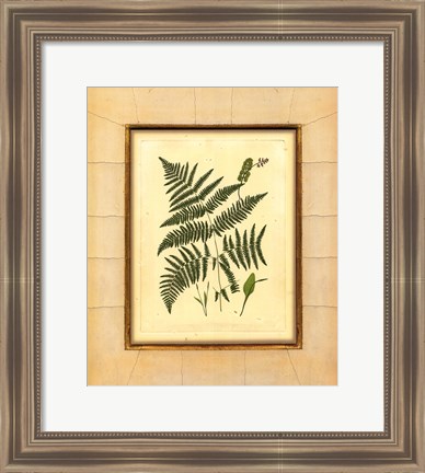 Framed Fern with Crackle Mat (H) IV Print