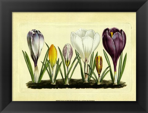 Framed Crocus I Print