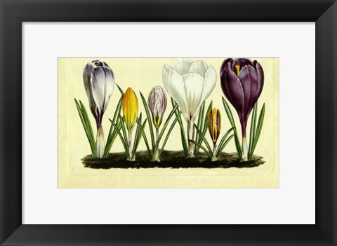 Framed Crocus I Print