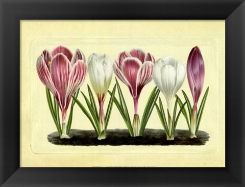 Framed Crocus II Print