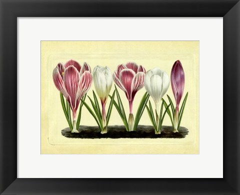 Framed Crocus II Print