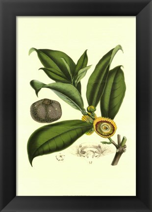 Framed Exotic Foliage I Print