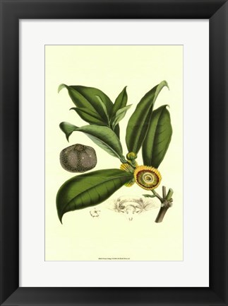 Framed Exotic Foliage I Print