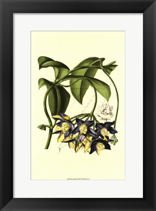 Framed Exotic Foliage III Print