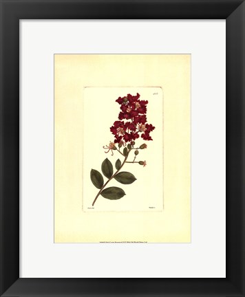 Framed Red Curtis Botanical II Print