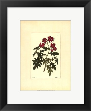 Framed Red Curtis Botanical III Print