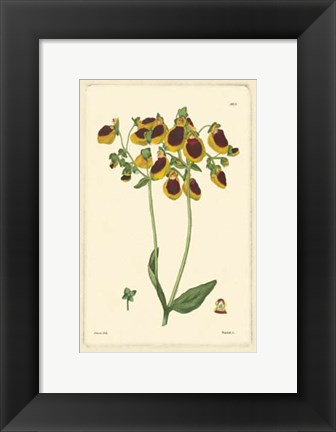 Framed Yellow Curtis Botanical I Print