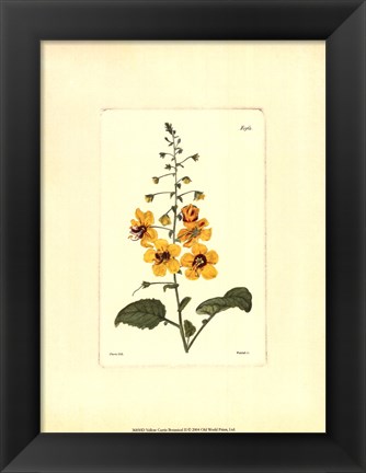 Framed Yellow Curtis Botanical II Print