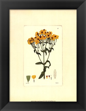 Framed Yellow Curtis Botanical III Print