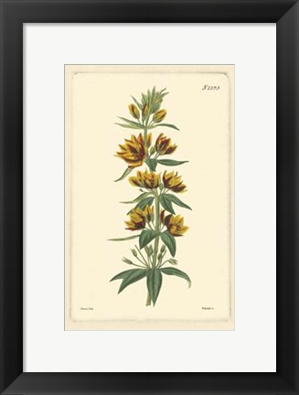 Framed Yellow Curtis Botanical IV Print