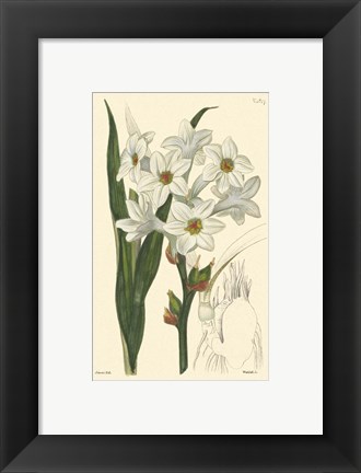 Framed White Curtis Botanical I Print