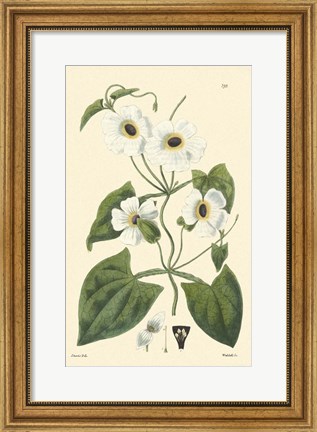 Framed White Curtis Botanical IV Print