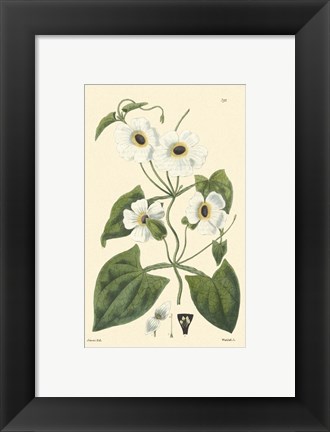 Framed White Curtis Botanical IV Print