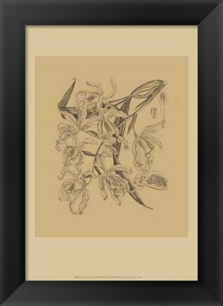 Framed Orchid on Khaki(WG) II Print