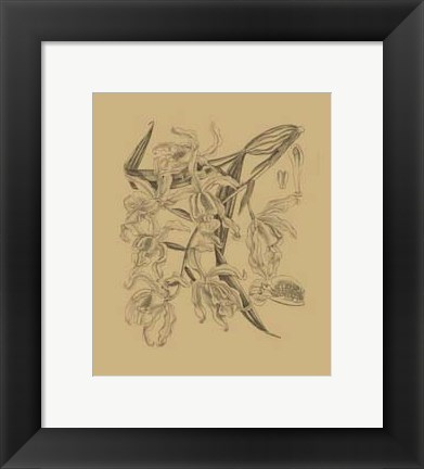 Framed Orchid on Khaki(WG) II Print