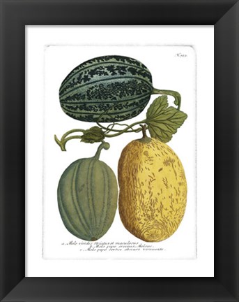 Framed Antique Melons I Print