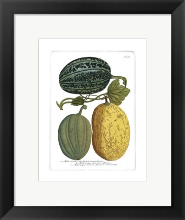 Framed Antique Melons I Print