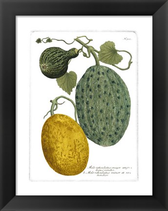 Framed Antique Melons II Print