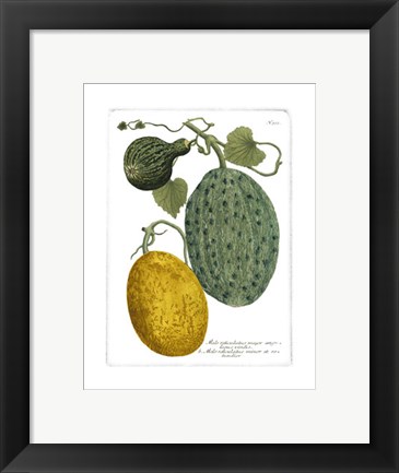 Framed Antique Melons II Print