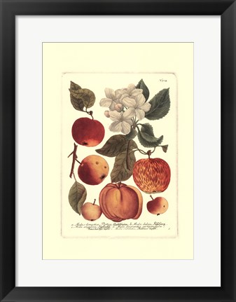 Framed Fruits I Print