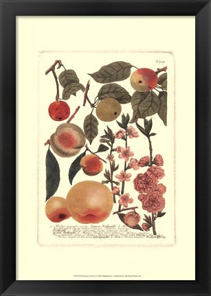 Framed Fruits II Print